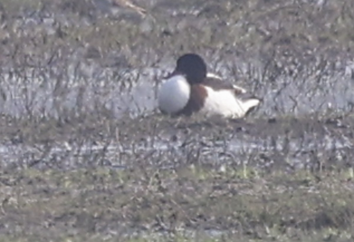 husice liščí - ML635248385