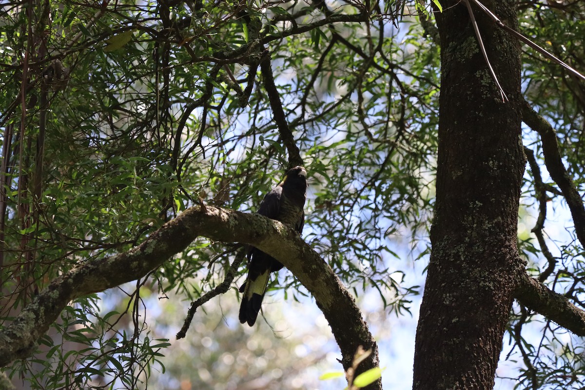 Yellow-tailed Black-Cockatoo - ML635248419