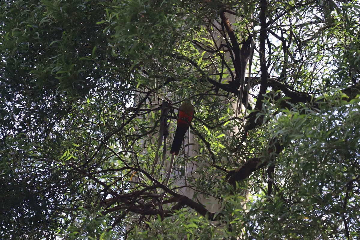 Australian King-Parrot - ML635248444