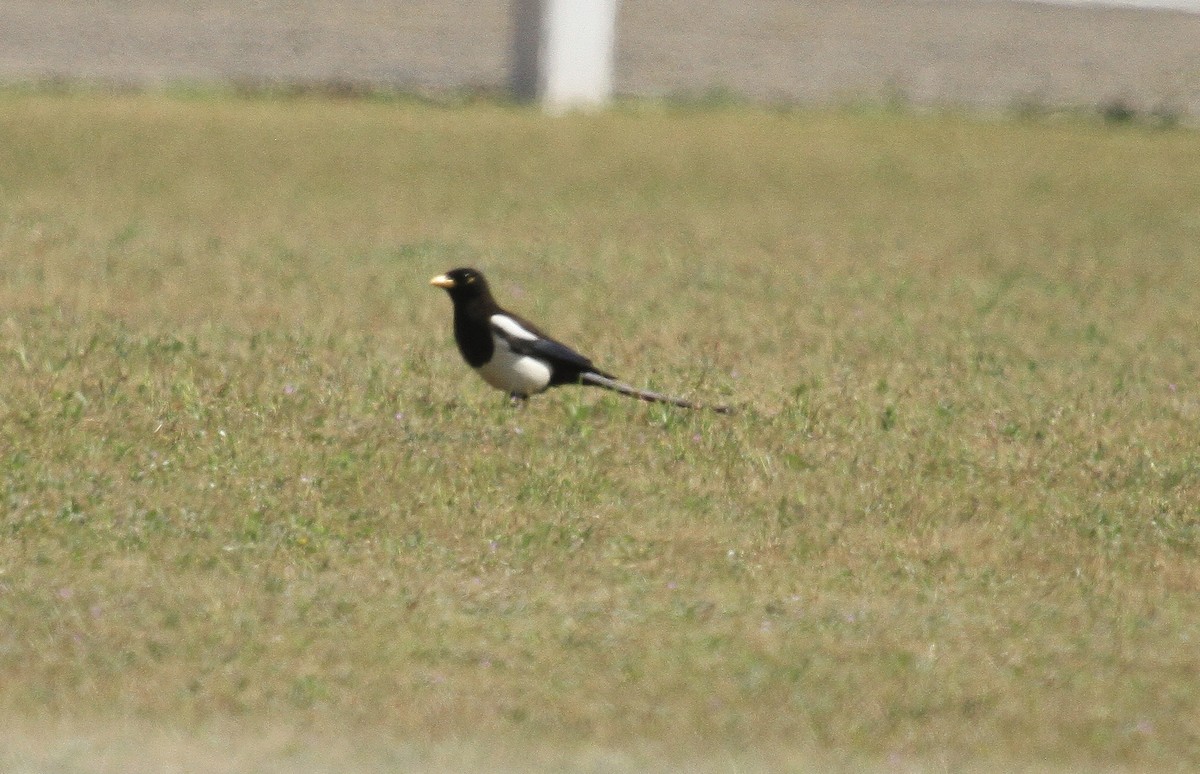 キバシカササギ - ML635248451