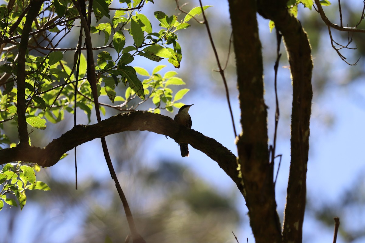 White-throated Treecreeper - ML635248455