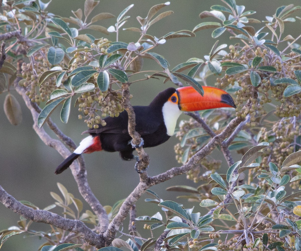 Toco Toucan - ML635248470