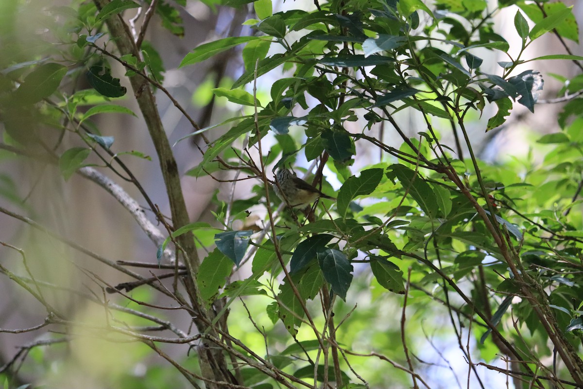 Brown Thornbill - ML635248478