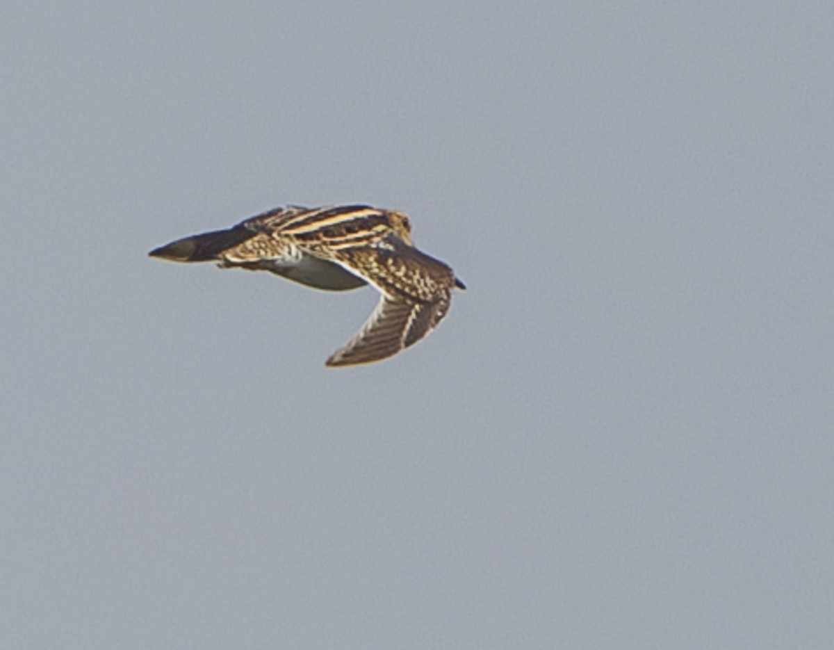 Common Snipe - ML635248482