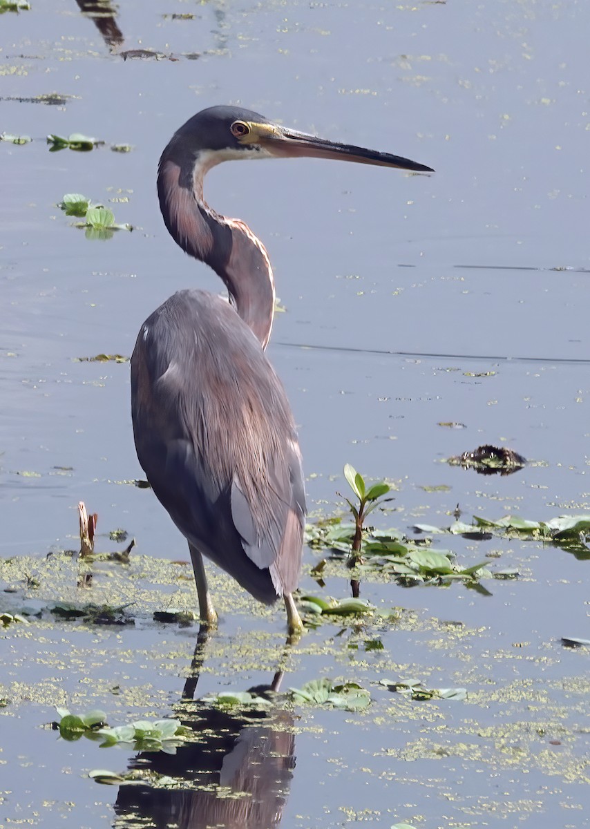 Tricolored Heron - ML635248537