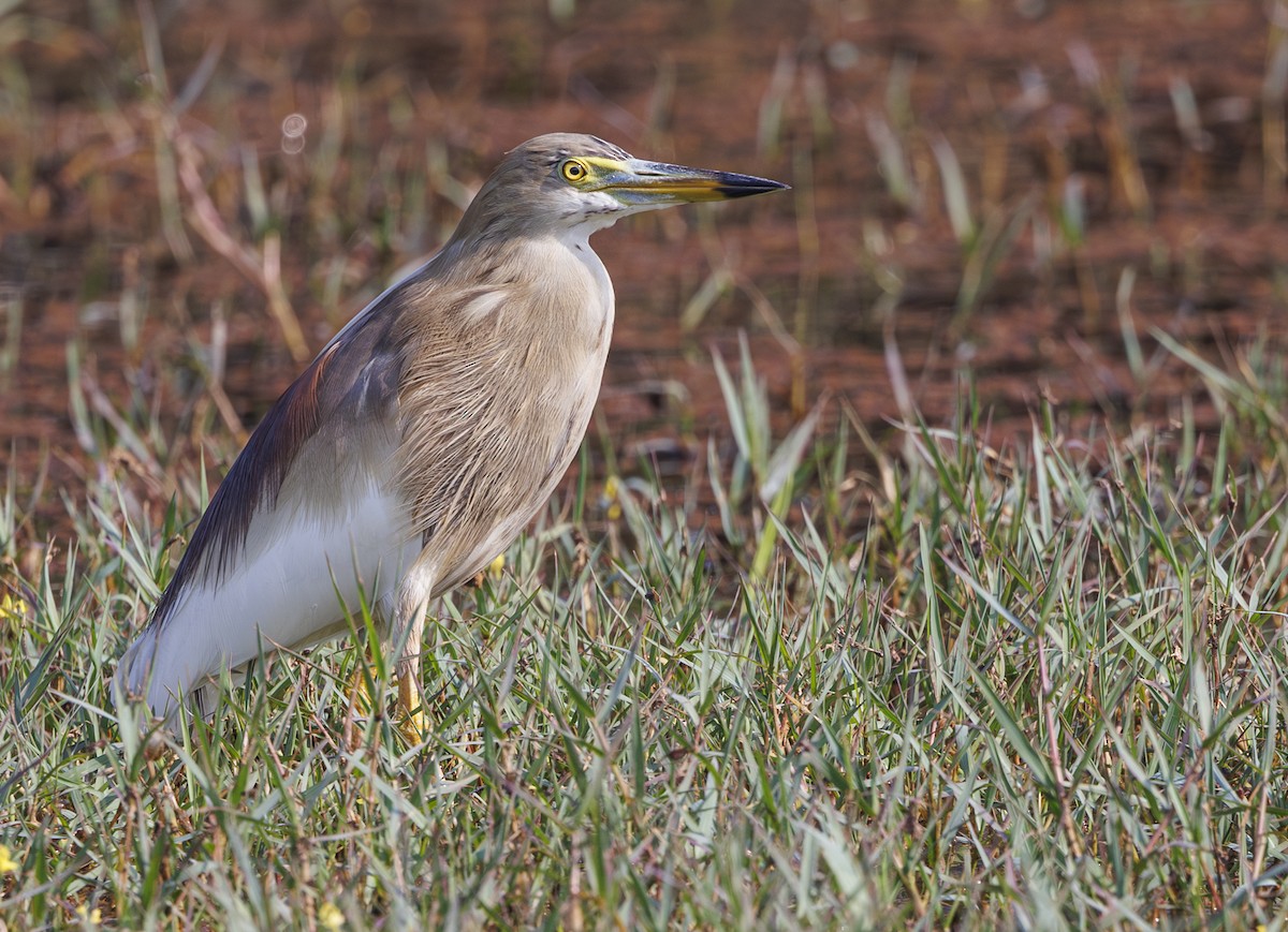 Indian Pond-Heron - ML635248557