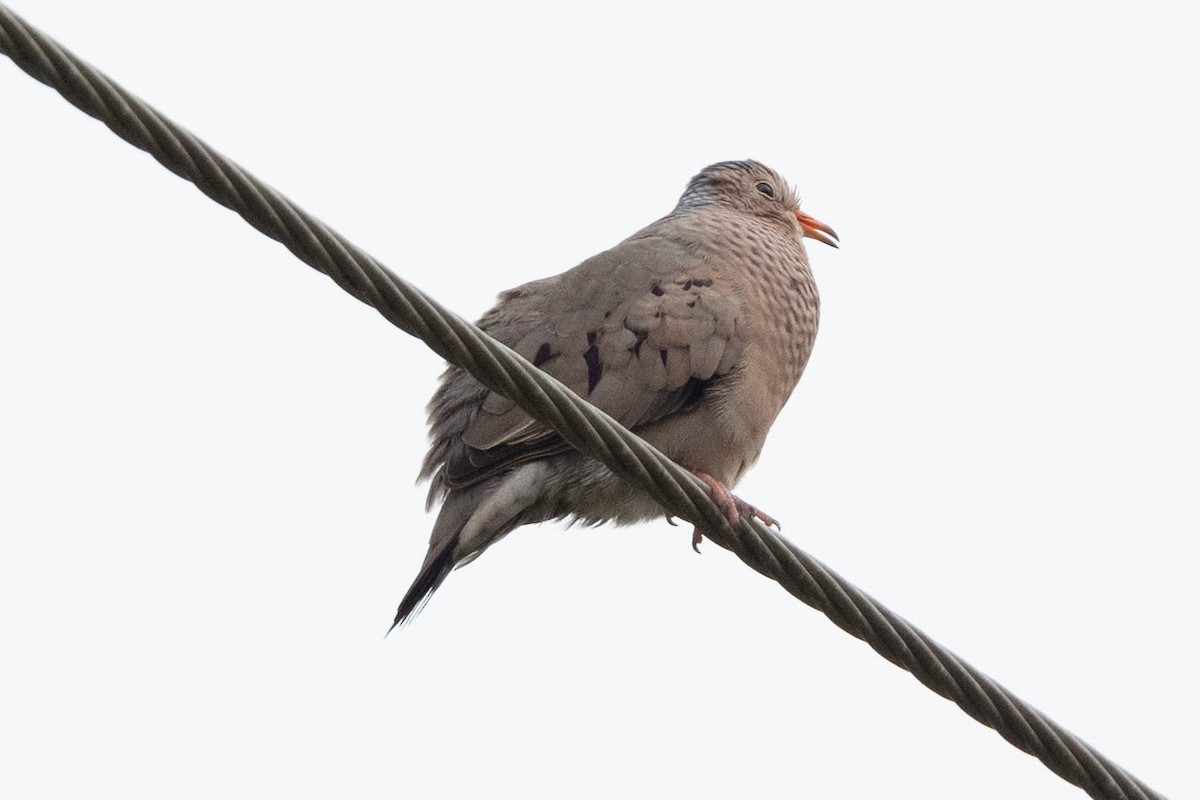 Common Ground Dove - ML635248668