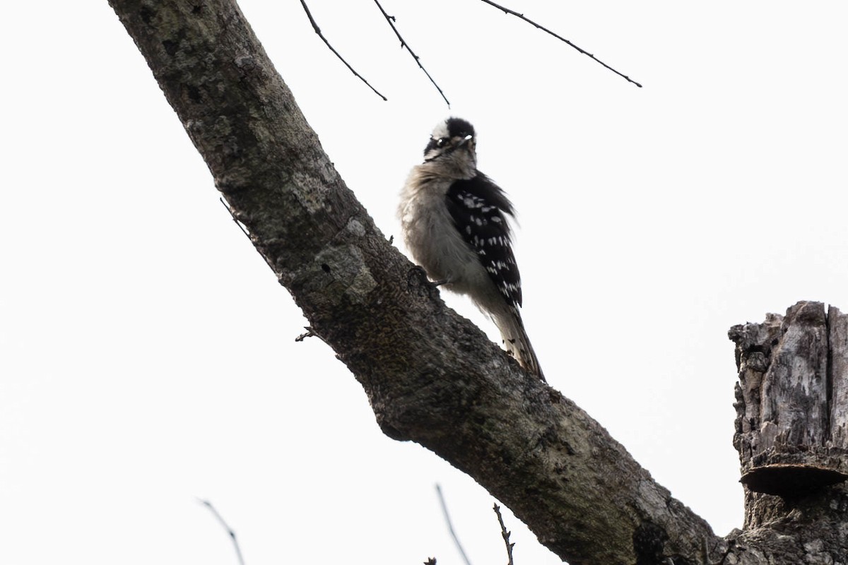 Downy Woodpecker - ML635248679
