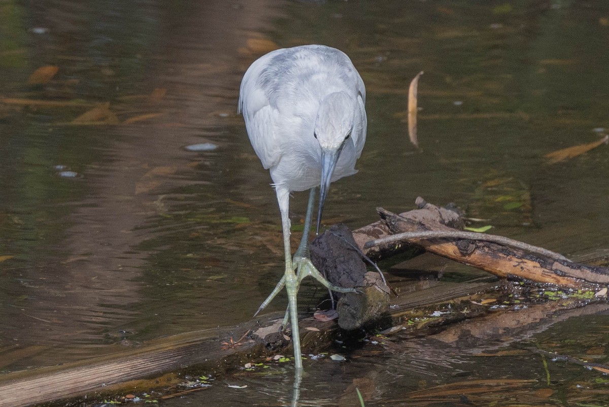 Little Blue Heron - ML635248689