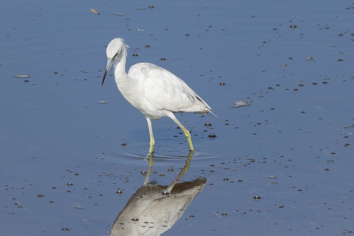 Little Blue Heron - ML635248690