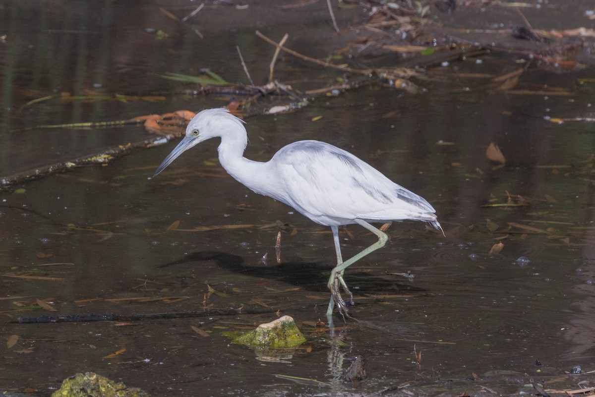 Little Blue Heron - ML635248691