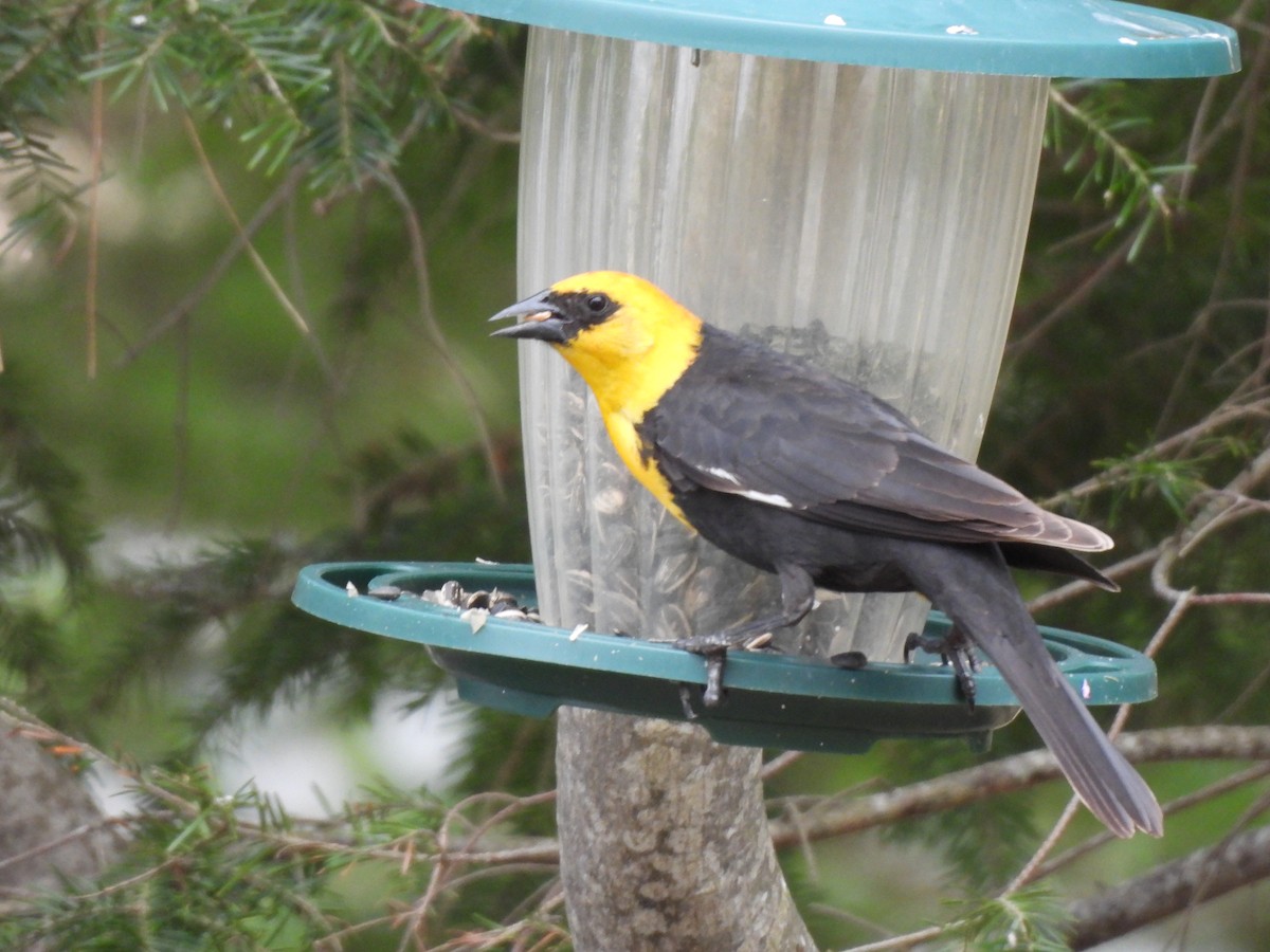 Yellow-headed Blackbird - ML635248716