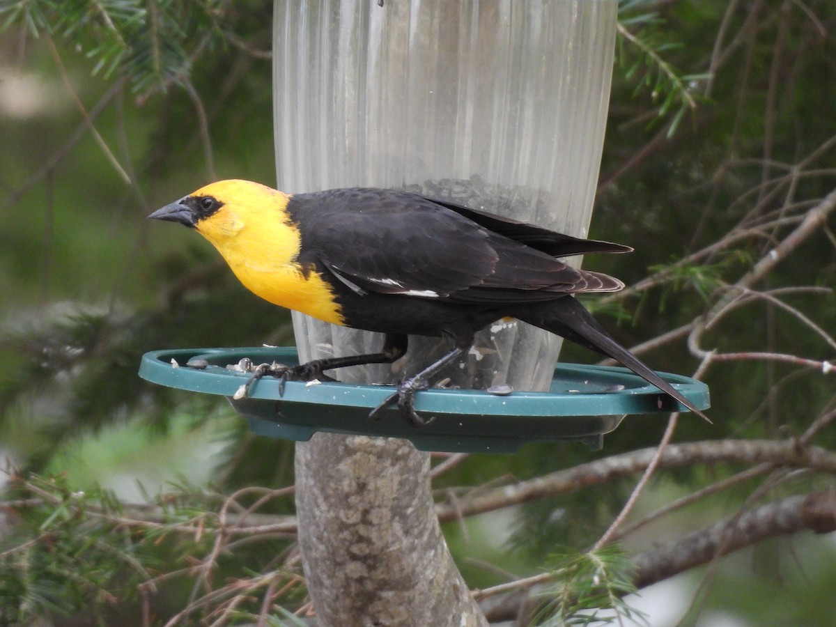 Yellow-headed Blackbird - ML635248723