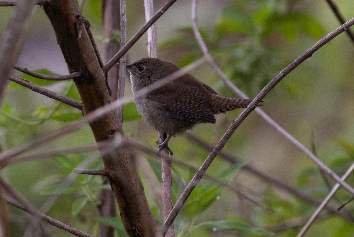 Northern House Wren - ML635248725