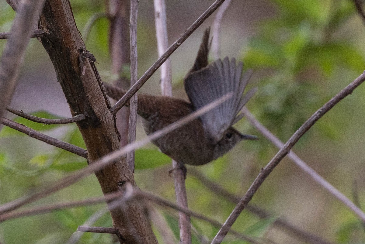 Northern House Wren - ML635248726