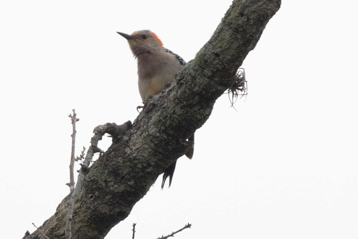 Red-bellied Woodpecker - ML635248756