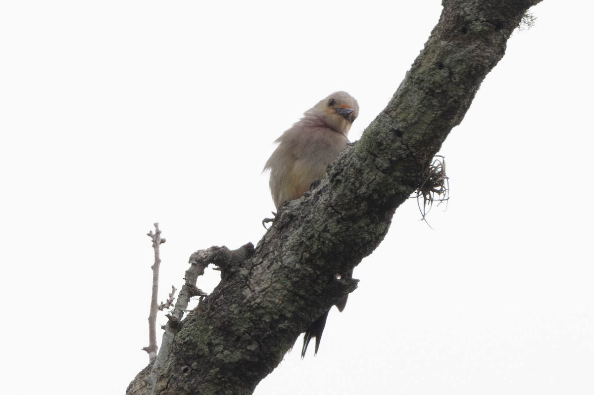 Red-bellied Woodpecker - ML635248757