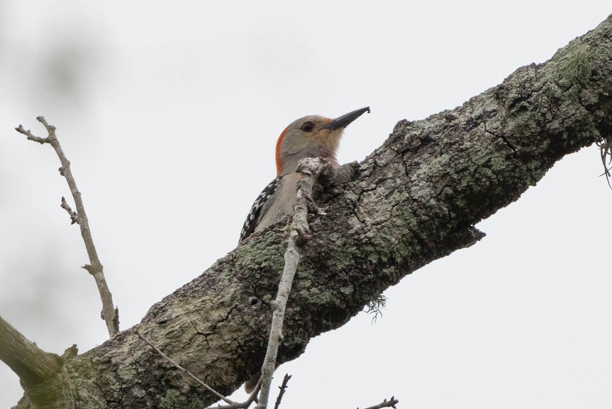 Red-bellied Woodpecker - ML635248758