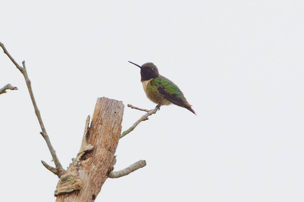 Ruby-throated Hummingbird - ML635248768