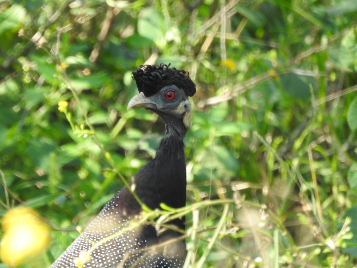 Southern Crested Guineafowl - ML635248777