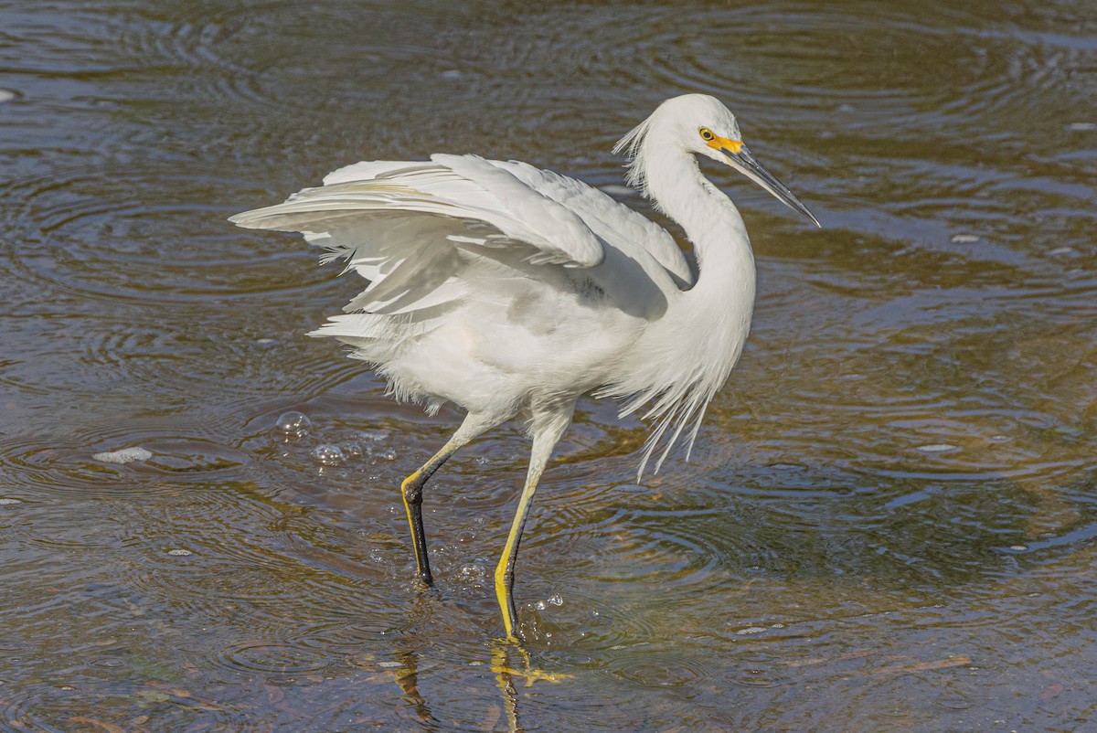 Snowy Egret - ML635248779