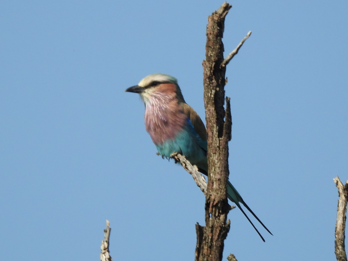 Lilac-breasted Roller - ML635248791