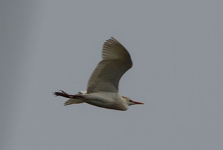 Western Cattle-Egret - ML635248834
