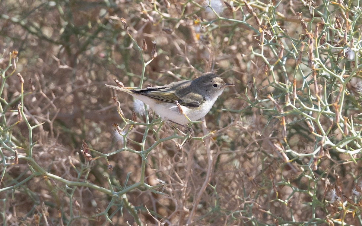 Western Bonelli's Warbler - ML635248873