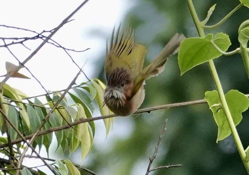 Mountain Bulbul - ML635248896