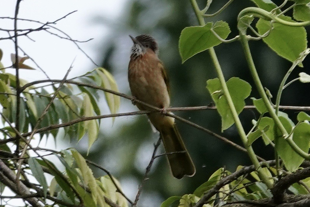 Mountain Bulbul - ML635248897