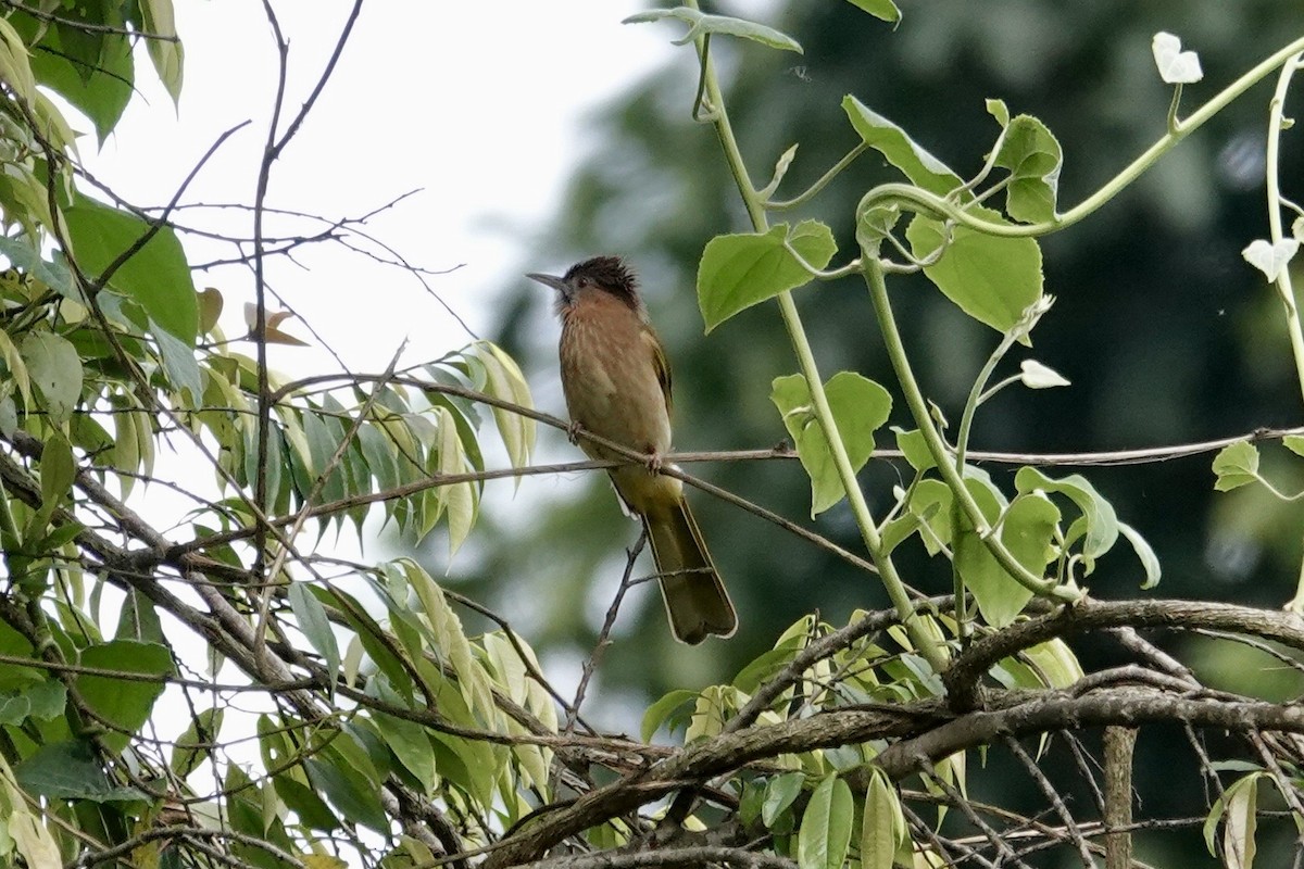 Mountain Bulbul - ML635248898