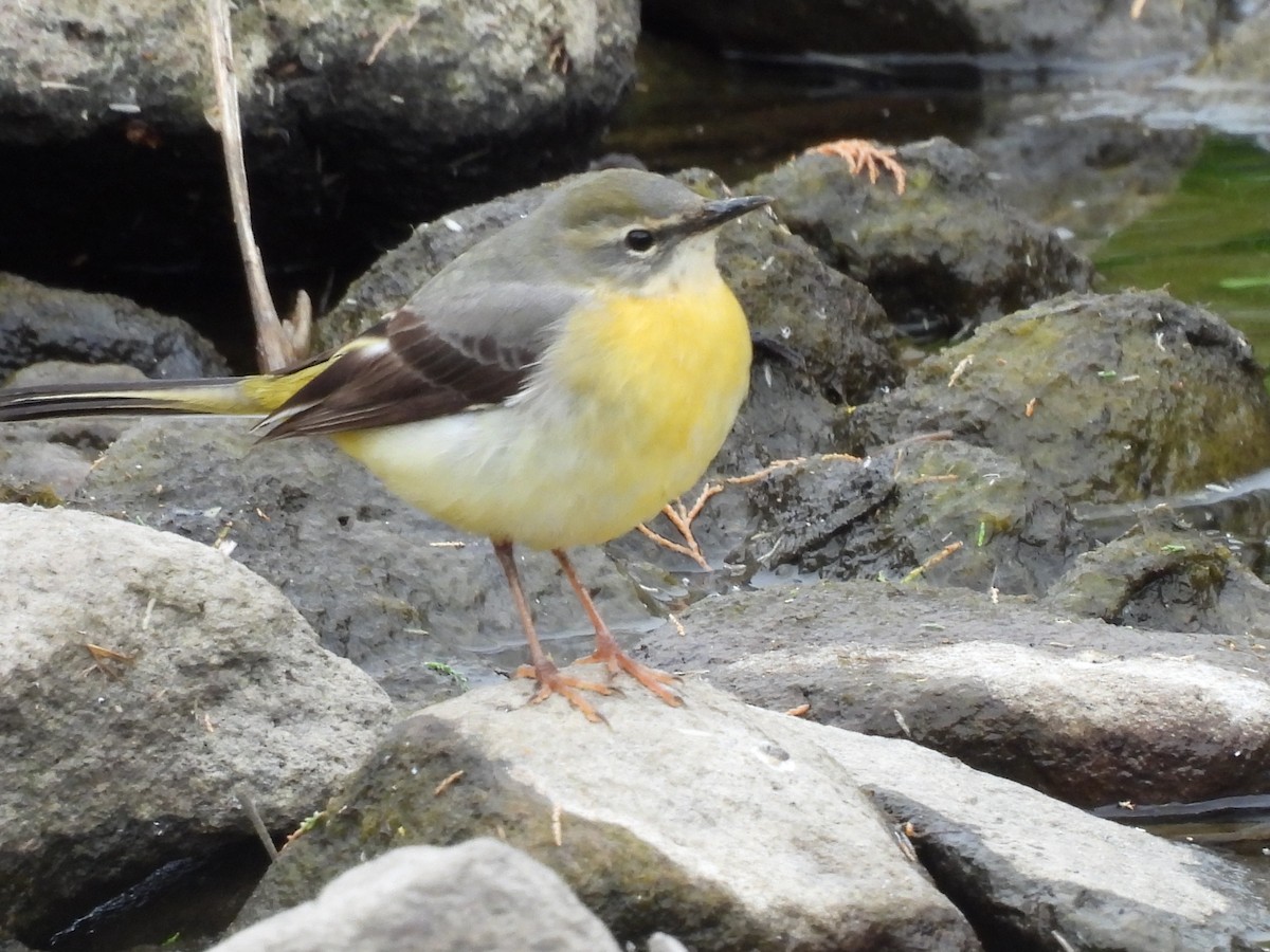 Gray Wagtail - ML635248913