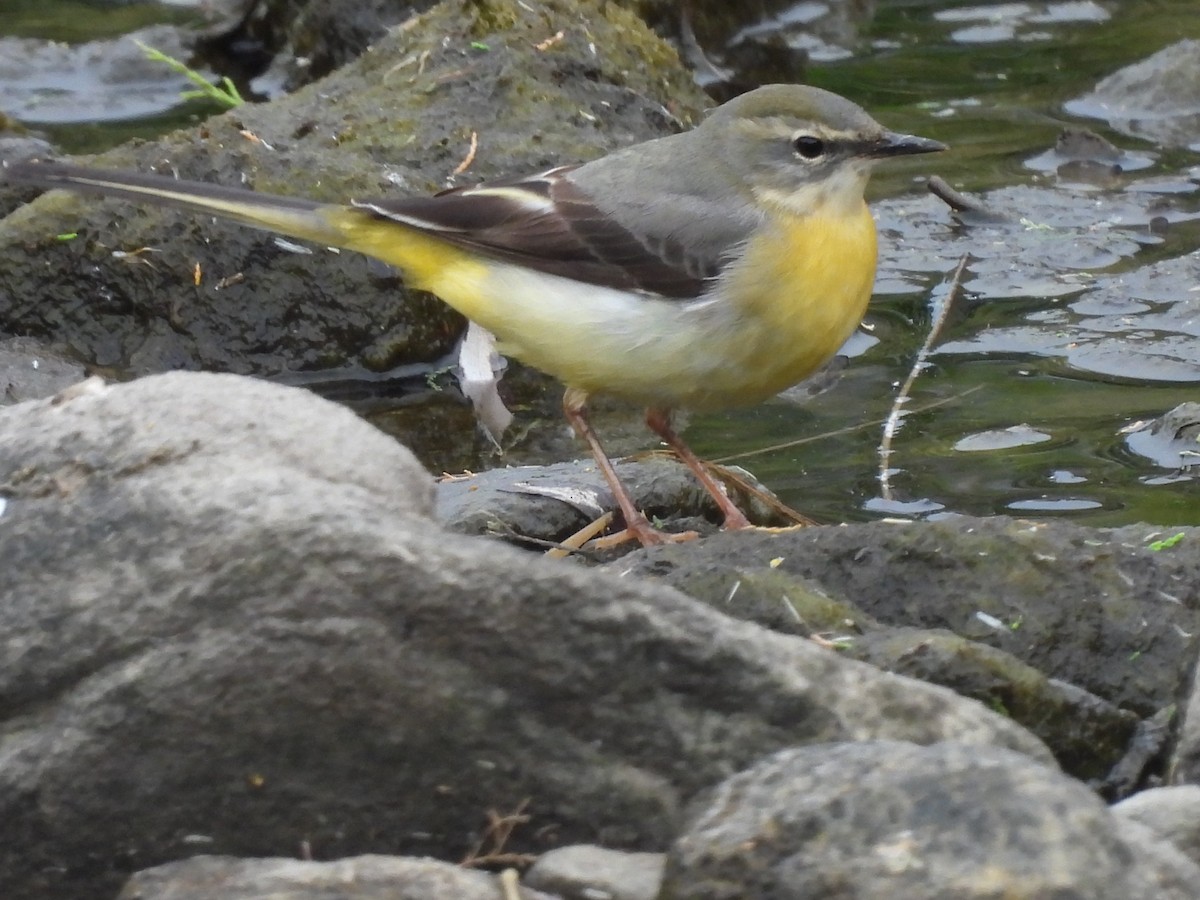Gray Wagtail - ML635248925