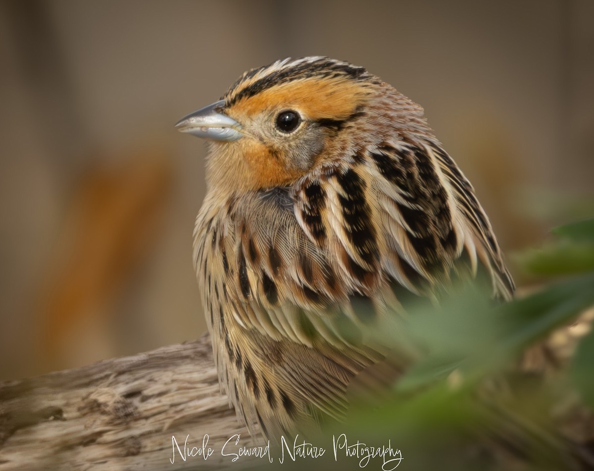 LeConte's Sparrow - ML635248989