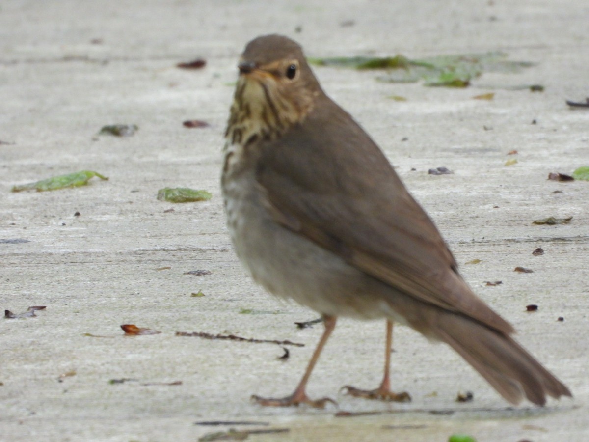Swainson's Thrush - ML635249016