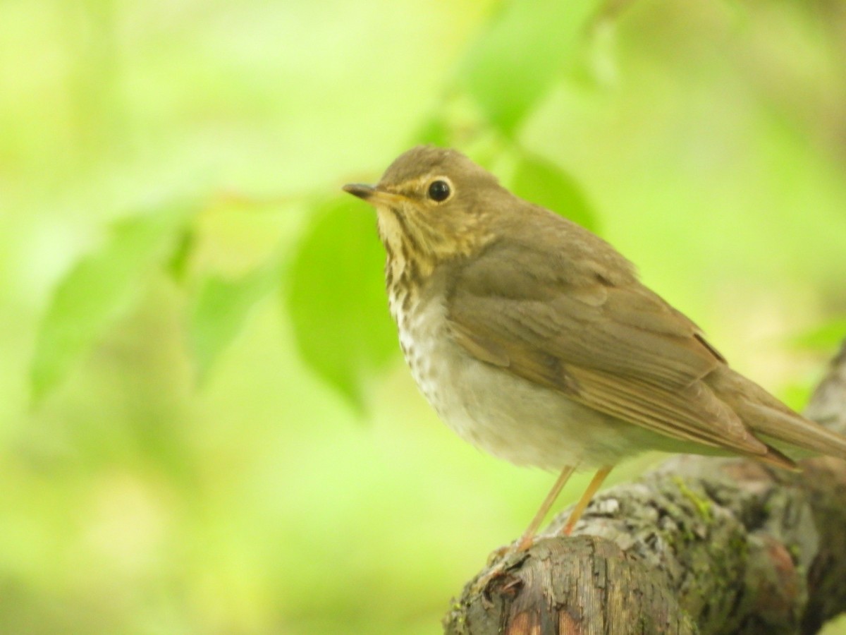 Swainson's Thrush - ML635249031