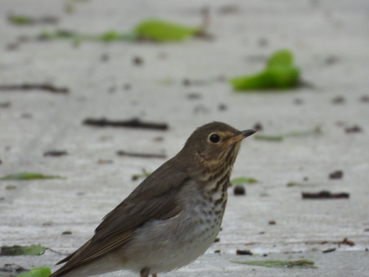 Swainson's Thrush - ML635249034