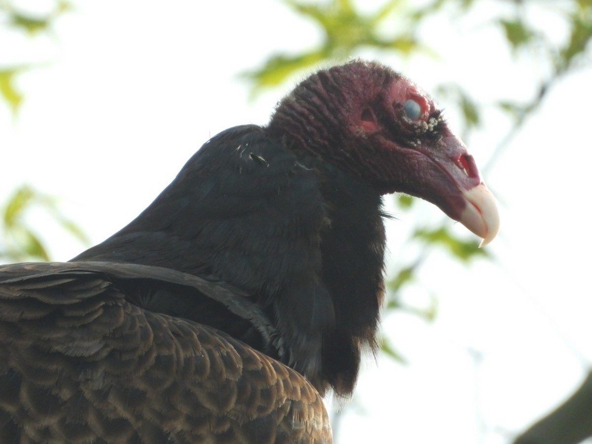 Turkey Vulture - ML635249076