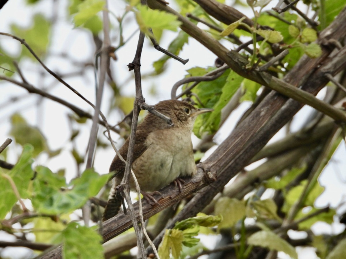 Northern House Wren - ML635249103