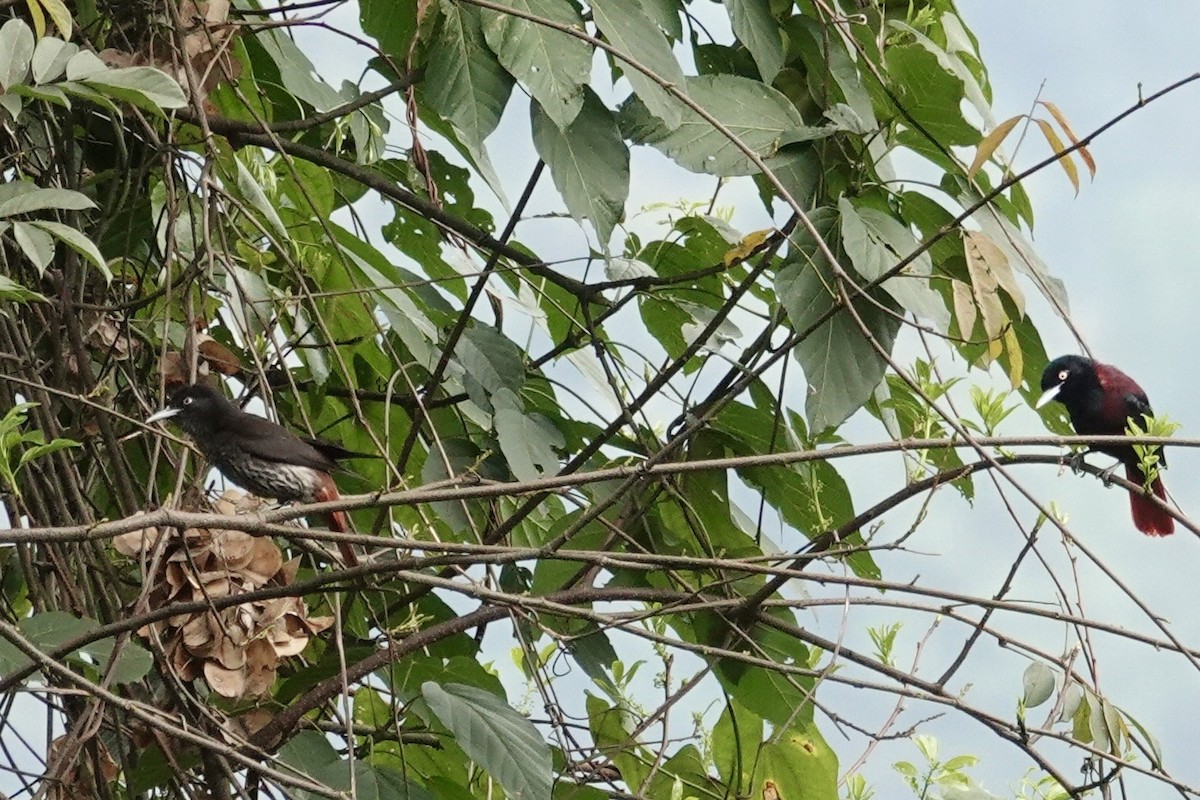 Maroon Oriole - ML635249155