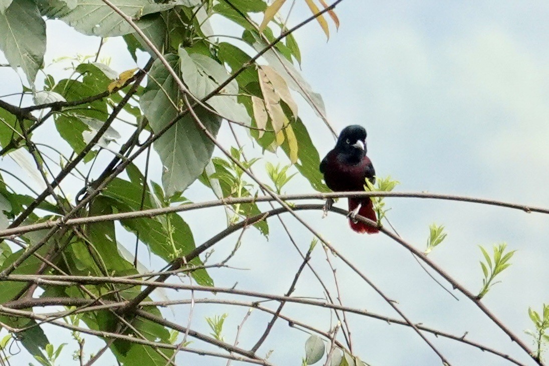 Maroon Oriole - ML635249156
