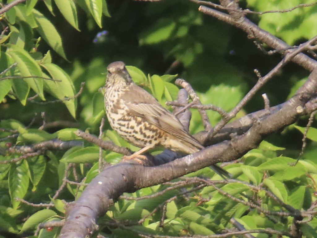 Mistle Thrush - ML635249242