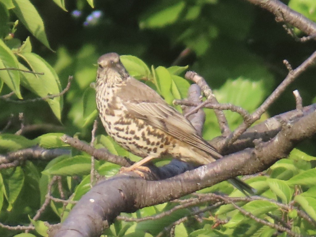 Mistle Thrush - ML635249246