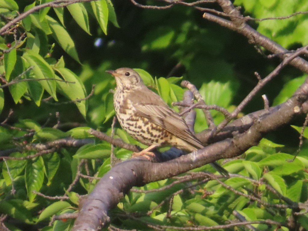 Mistle Thrush - ML635249251
