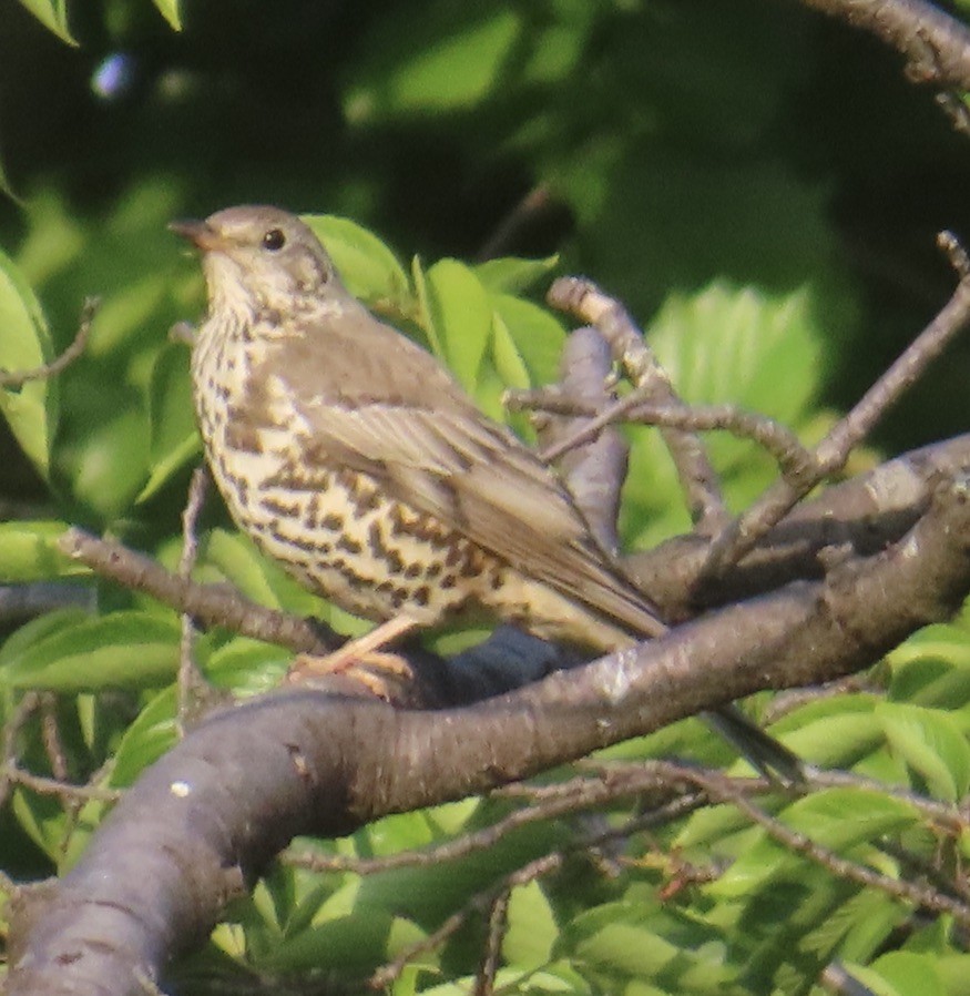 Mistle Thrush - ML635249253