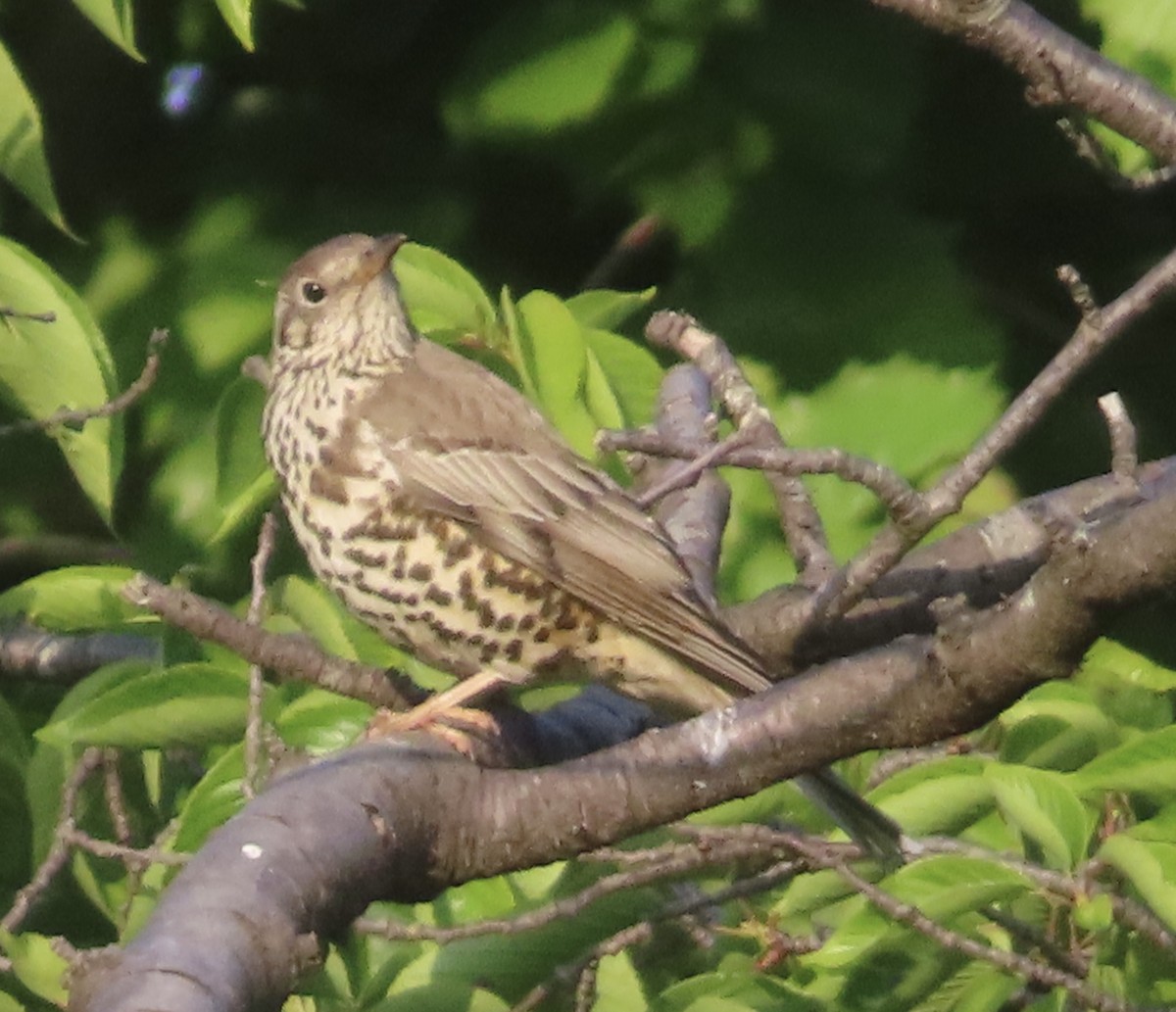 Mistle Thrush - ML635249258
