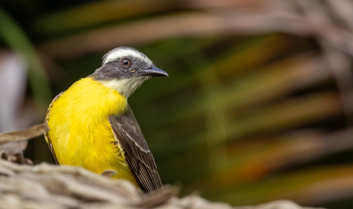 Social Flycatcher - ML635249491