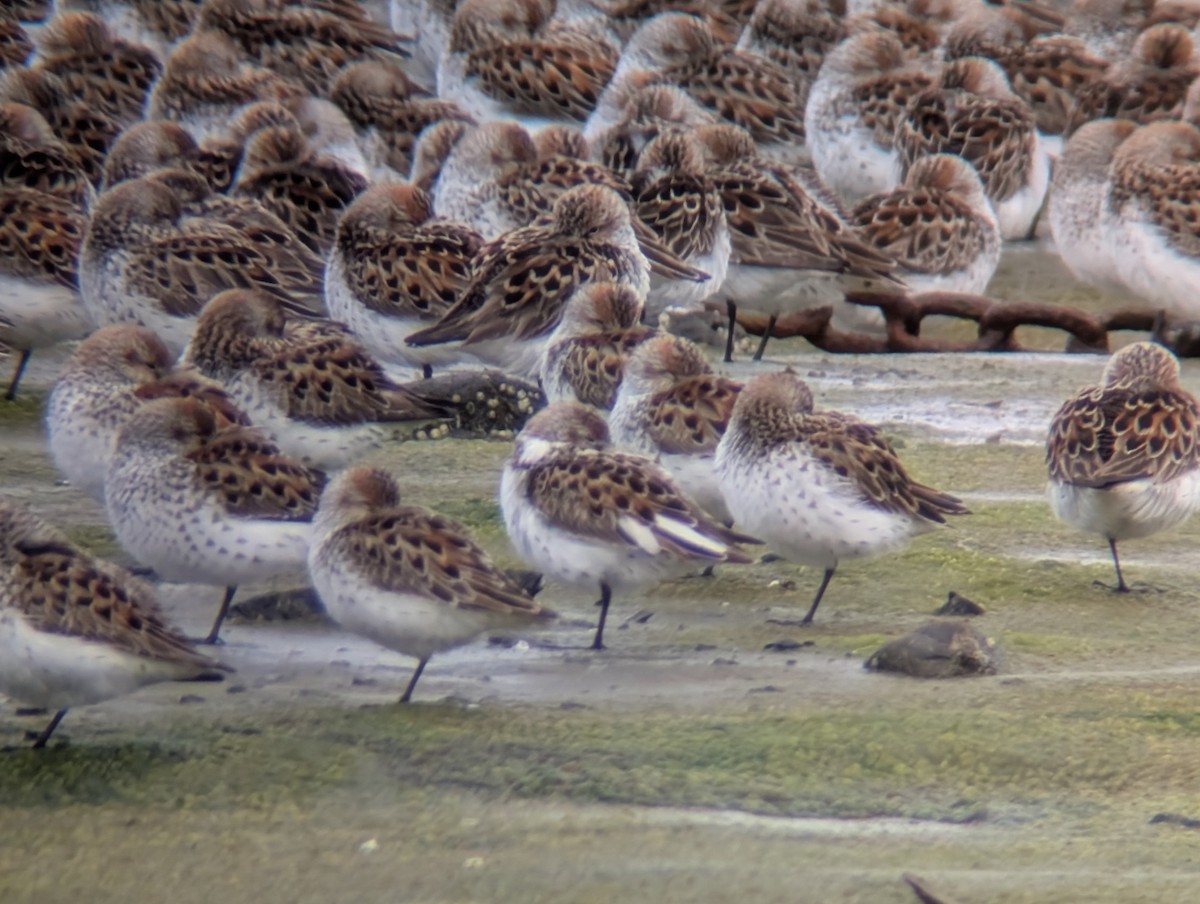 Western Sandpiper - ML635249557