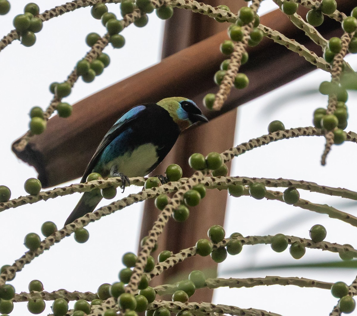 Golden-hooded Tanager - ML635249625