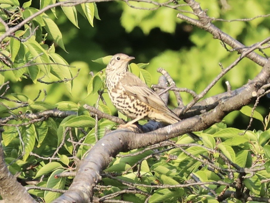 Mistle Thrush - ML635249743